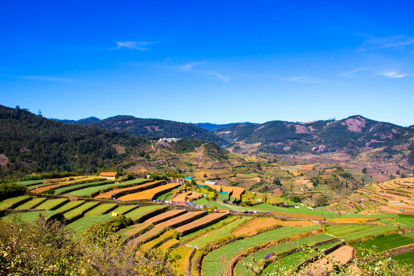 a scenic view of a rice field with mountains in the background